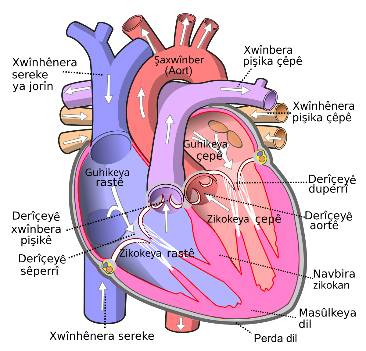 File Diagram Of The Human Heart  Cropped  Ku Svg