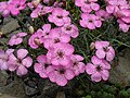 Dianthus pavonius