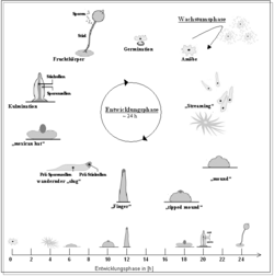 Dictyosteliu lifecycle.PNG