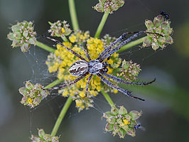 Diguetia canities