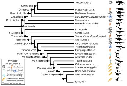 Cladogram showing distribution of feathers in Dinosauria, as of 2019. The groups that are marked with scales did not necessarily lack feathers but simply have never been found with feather impressions. Dinosauria phylogeny and integument.png