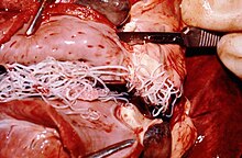Záběr na srdce psa, v němž je patrná infekce vlasovci