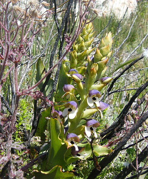 File:Disa cornuta.JPG