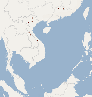 <i>Myotis indochinensis</i> Species of bat