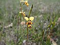 Diuris decrementa