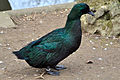 Un animal au parc, ici un canard colvert mélanique.