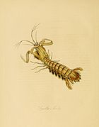 Dessin naturaliste d'une espèce ravisseuse, Squilla mantis.