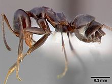 Dorymyrmex insanus casent0005319 Profil 1.jpg