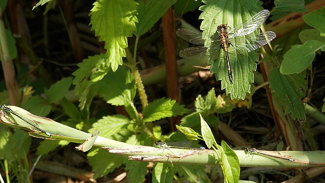 Dragonfly (Anisoptera) and Damselflies (Zygoptera)