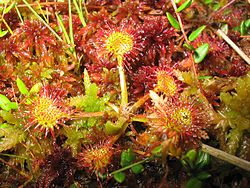 Drosera-rotundifolia.jpg