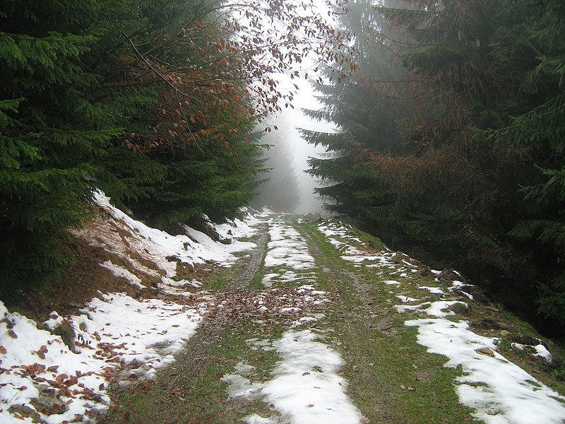 File:Drum forestier pe muntele Vânăta - panoramio.jpg