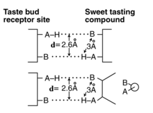 Dual Coordinate Bond Arrangement used in gustation and olfaction. The upper frame shows the general concept. The lower box shows the actual ligand of the gustaphore used to select the sweet or G-path of the neural system. The caricature on the right shows the Newman Diagram for this ligand. Dual coord bond arrangement.png