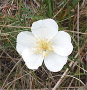 Duinroos Rosa pimpinellifolia.jpg