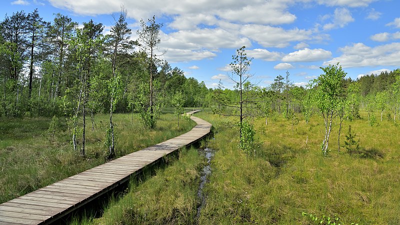 File:Eco-trail on the Sestroretsk swamp.jpg