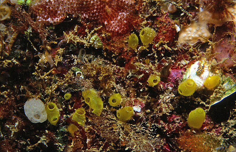 File:Ecteinascidia herdmani (Lahille, 1887), Clathrina coriacea (Montagu, 1818), Trinchesia caerulea (Montagu, 1804), Polysyncraton bilobatum Lafargue, 1968 - Banyuls-sur-Mer - 07-89 .jpg