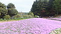 永沢寺花しょうぶ園 (12)