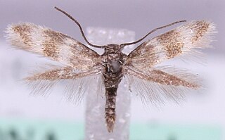 <i>Elachista littoricola</i> Species of moth