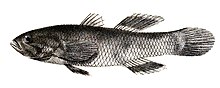 Eleotris ophiocephalus Ford 67.jpg