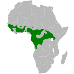 Elminia longicauda distribution map.png