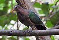 Emerald Dove Chalcophaps indica by Female Dr. Raju Kasambe DSCN1106 (5).jpg