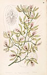 Encyclia ambigua (as Epidendrum alatum) - Edwards vol 33 (NS 10) pl 53 (1847).jpg