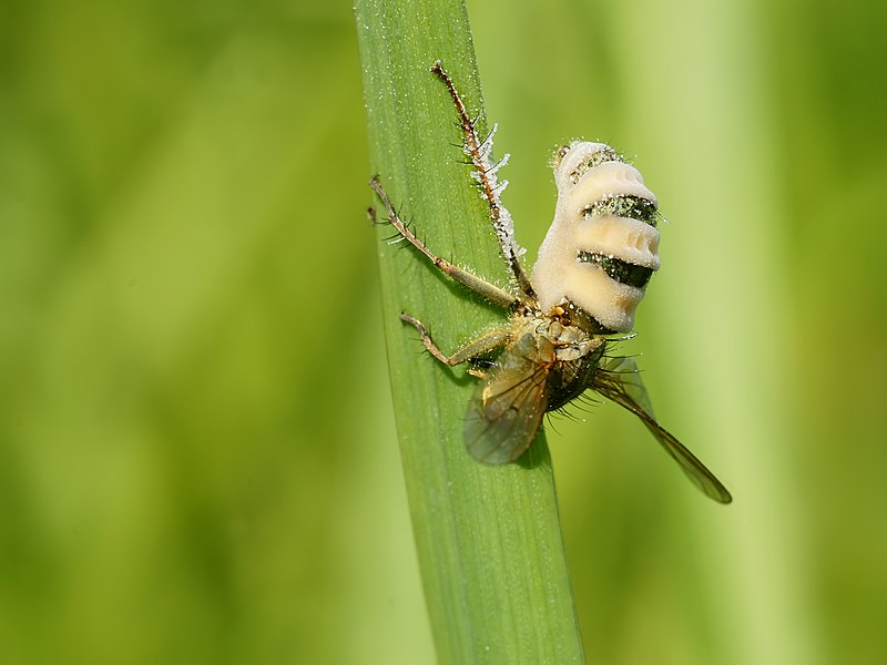 File:Entomophthora muscae on Scathophaga stercoraria (dorsal view).jpg