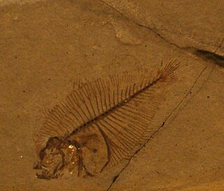 Eobothus is an extinct genus of flatfish from the Eocene epoch of China, India and Europe.