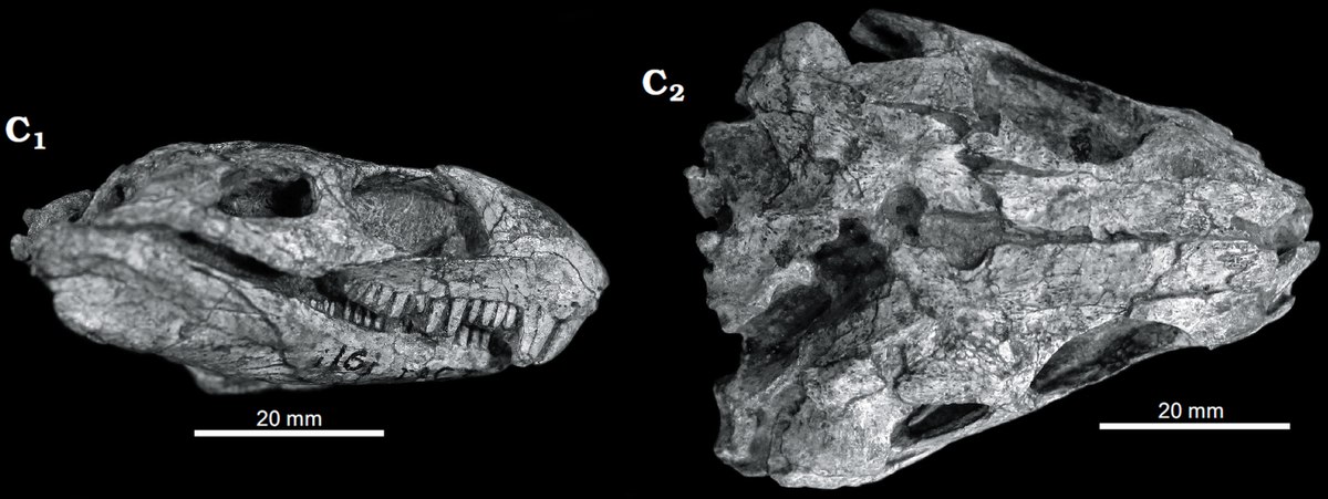 Risultati immagini per eothyris