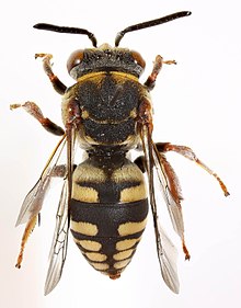 Epeolus cruciger, Ddol, Nord du Pays de Galles, 3 juillet 2016 (31767684492).jpg