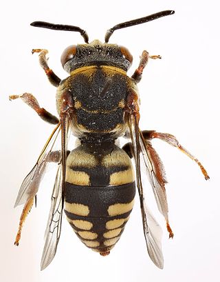 <i>Epeolus cruciger</i> Species of bee