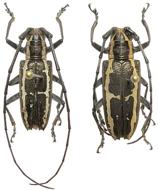 <i>Epepeotes ambigenus</i> Species of beetle