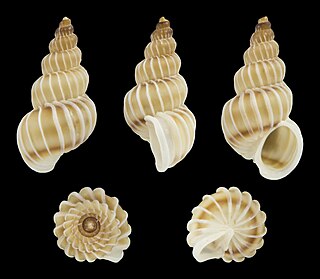 <i>Epitonium tenellum</i> Species of gastropod