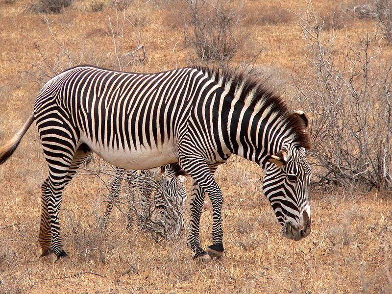 800px-Equus_grevyi_mare_Kenya.jpg