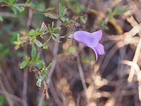 Eremophila lanceolata