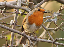 A European robin in a Leicestershire garden, British subspecies Erithacus rubecula melophilus Erithacus rubecula -Leicestershire, England-8.jpg