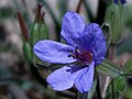 Erodium ciconium (7072216665).jpg