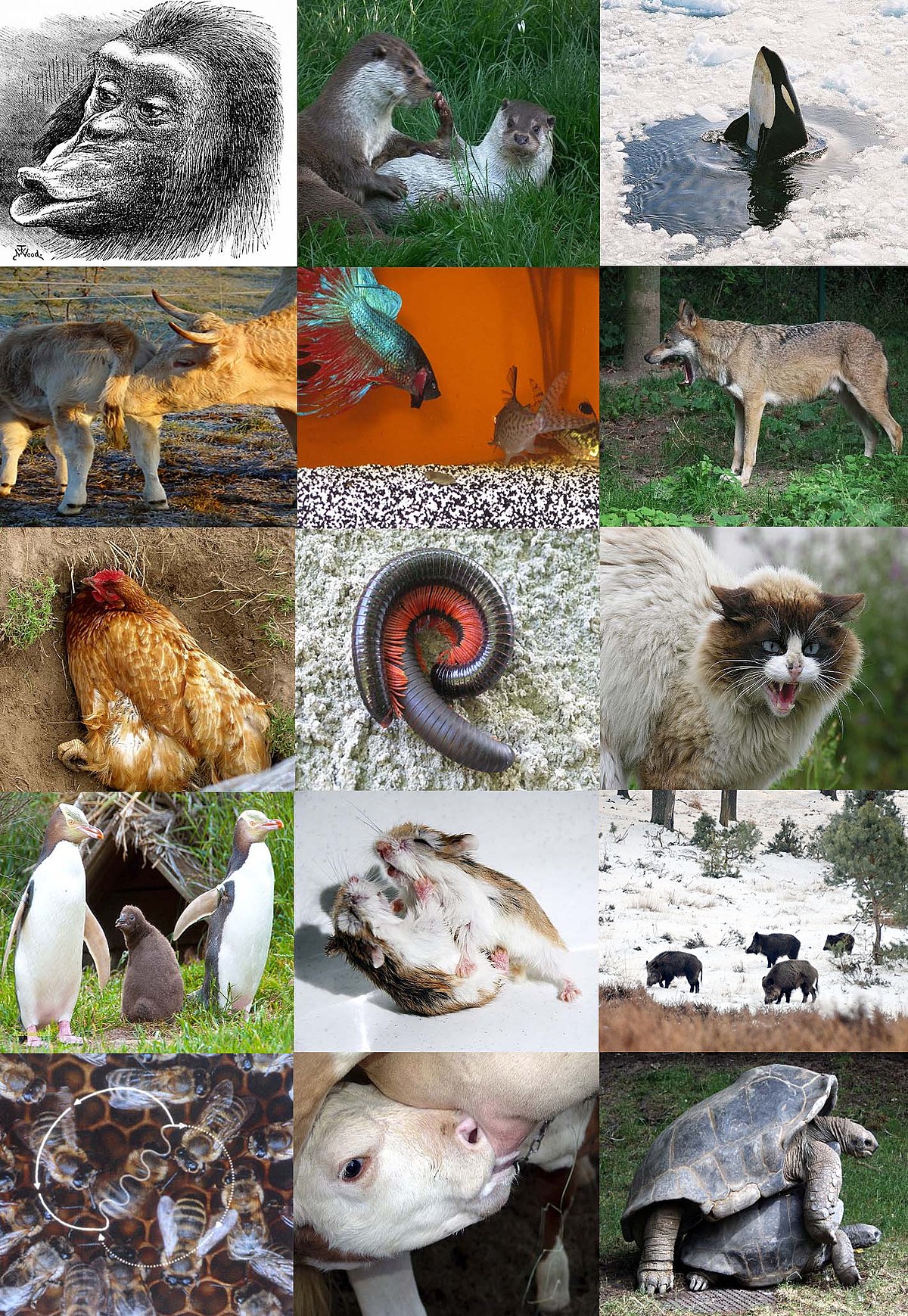 different types of animals