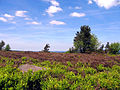 Hochheide am Ettelsberg