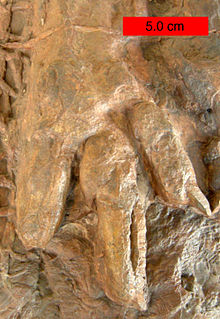 Eubrontes (= Grallator) in the Lower Jurassic Moenave Formation at the St. George Dinosaur Discovery Site at Johnson Farm, southwestern Utah. Eubrontes01.JPG