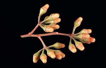 Flower buds of E. albida Eucalyptus albida buds.jpg
