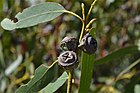 Eucalyptus globulus globulus fruit.jpg