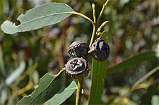 fruit Eucalyptus globulus globulus fruit.jpg