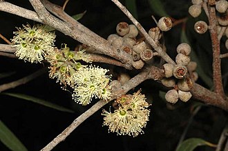 flowers and fruit Eucalyptus ligustrina fruit.jpg