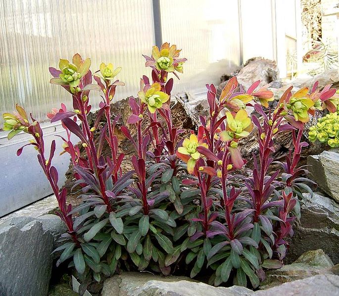 File:Euphorbia amygdaloides cv Purpurea2 ies.jpg