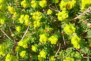 <i>Euphorbia melitensis</i> Species of plant