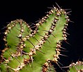 Euphorbia restricta