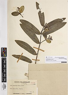 <i>Euphorbia rockii</i> Species of flowering plant