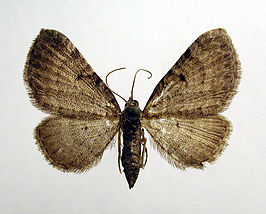 Eupithecia tenebricosa