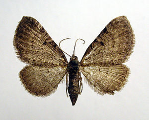 Eupithecia selinata01.jpg