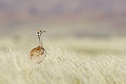 Eupodotis rueppellii (Namib-Naukluft, 2011).jpg